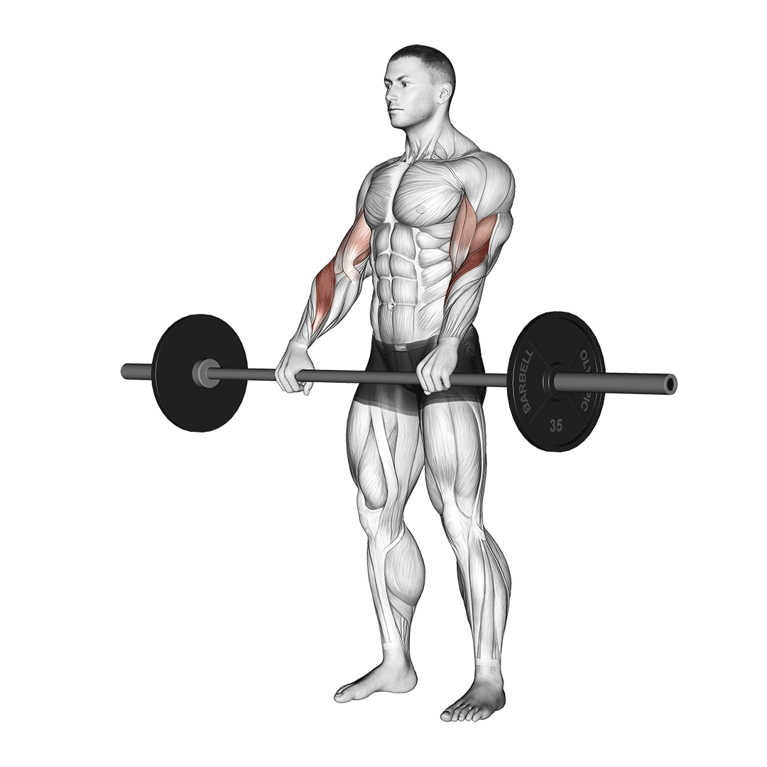 barbell reverse curl