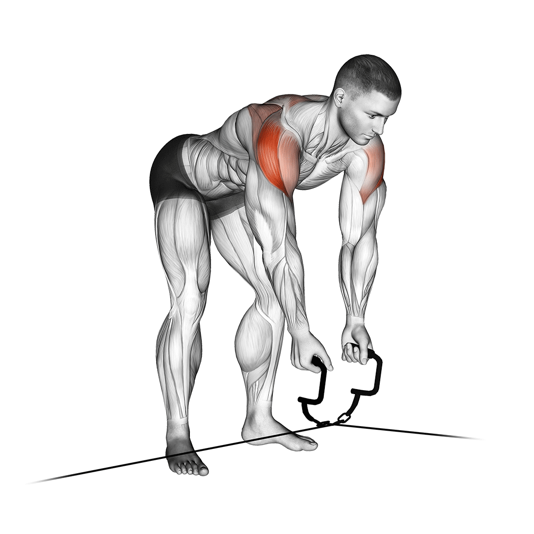 cable cross-over reverse fly