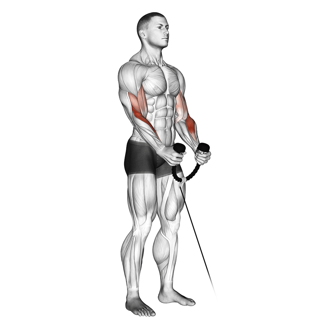 cable hammer curl (with rope)
