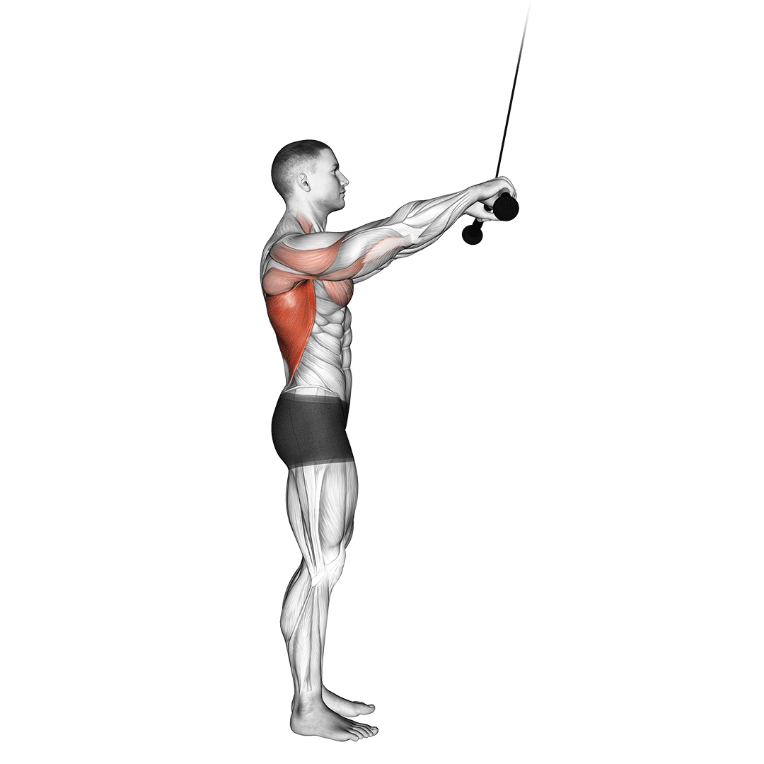 cable pushdown (straight arm) v. 2