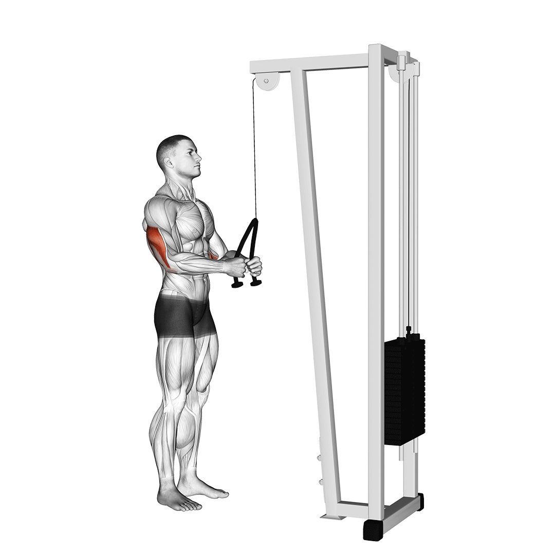 cable pushdown (with rope attachment)