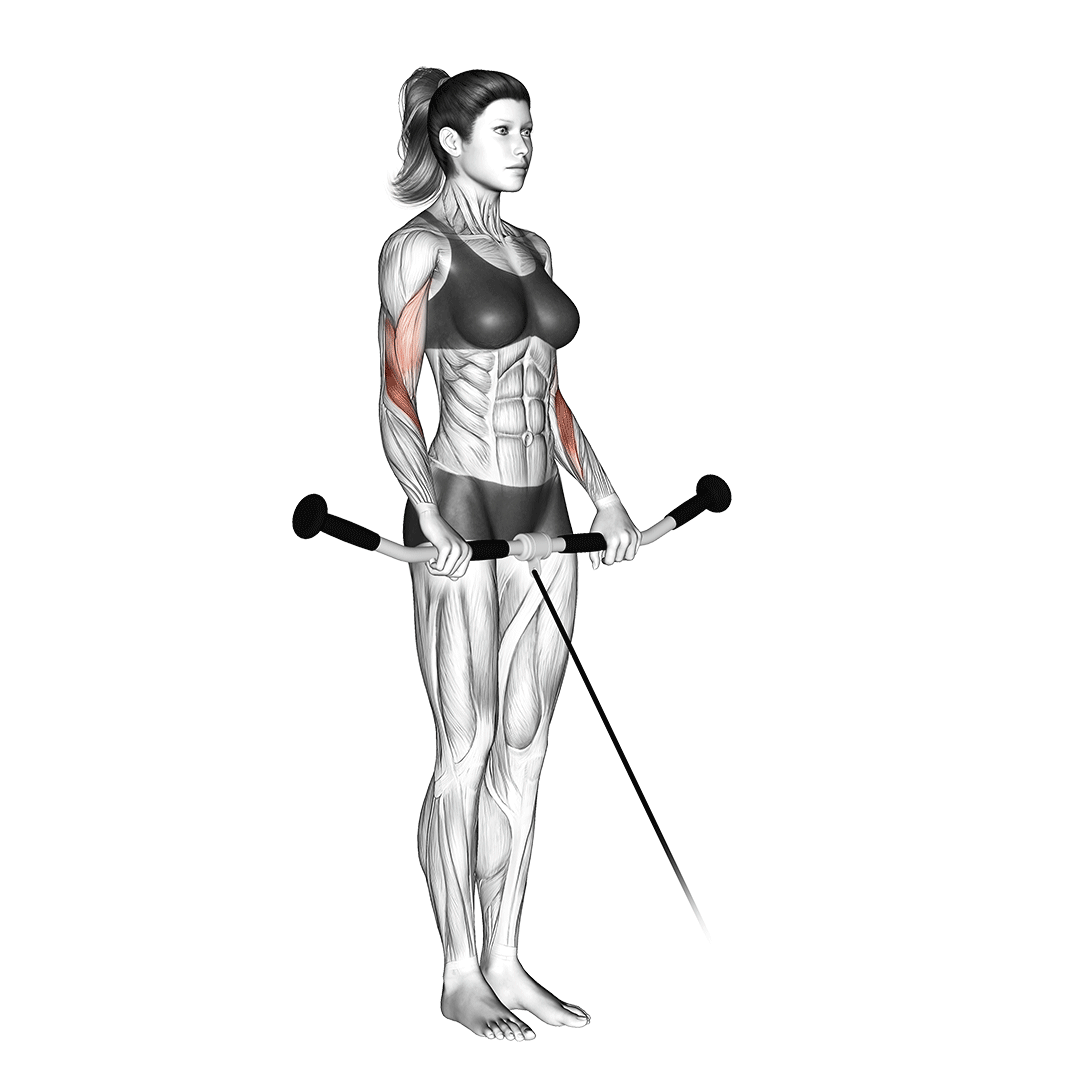 cable reverse curl