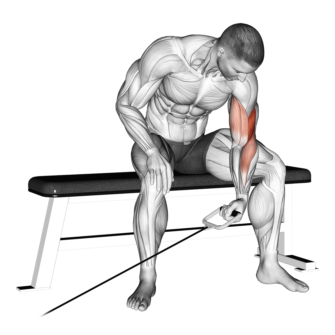 cable seated one arm concentration curl
