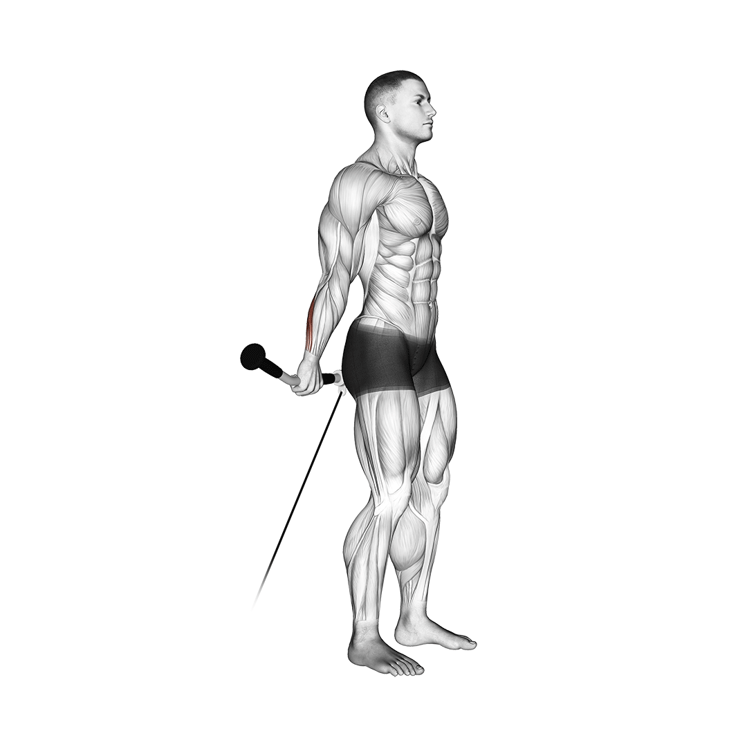cable standing back wrist curl