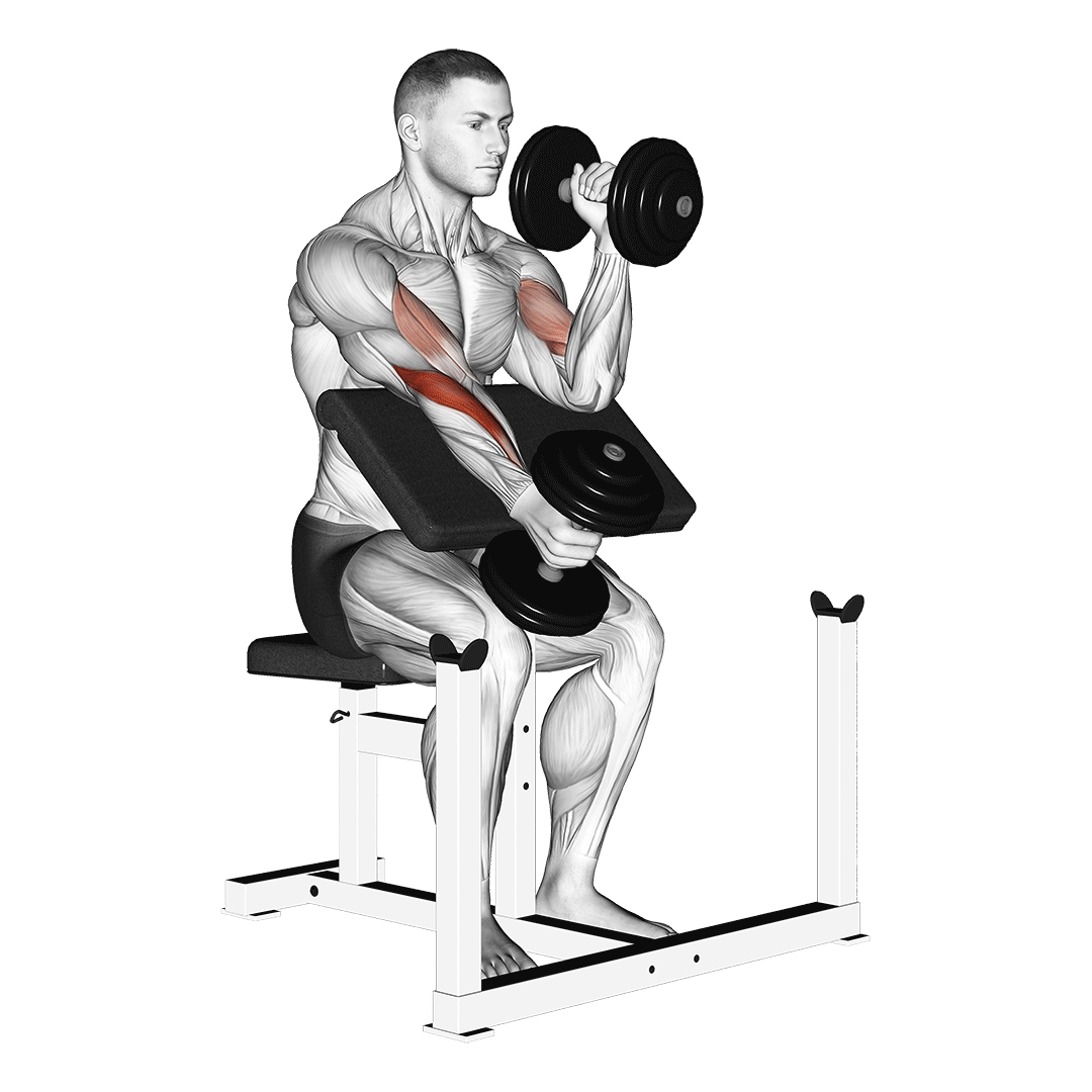 dumbbell alternate hammer preacher curl