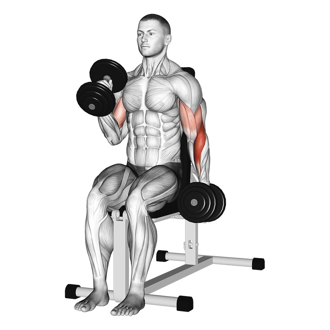 dumbbell alternate seated hammer curl