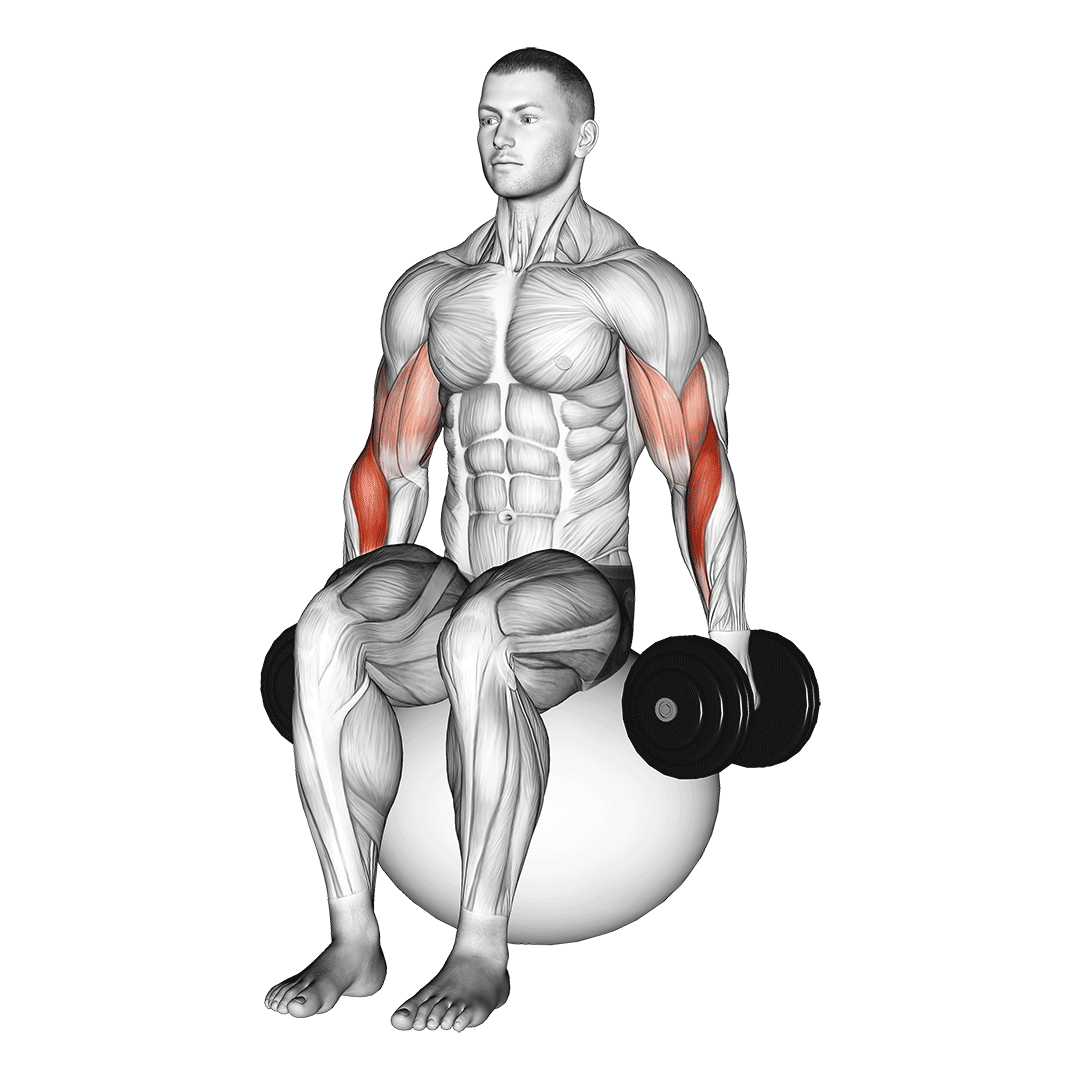 dumbbell hammer curl on exercise ball