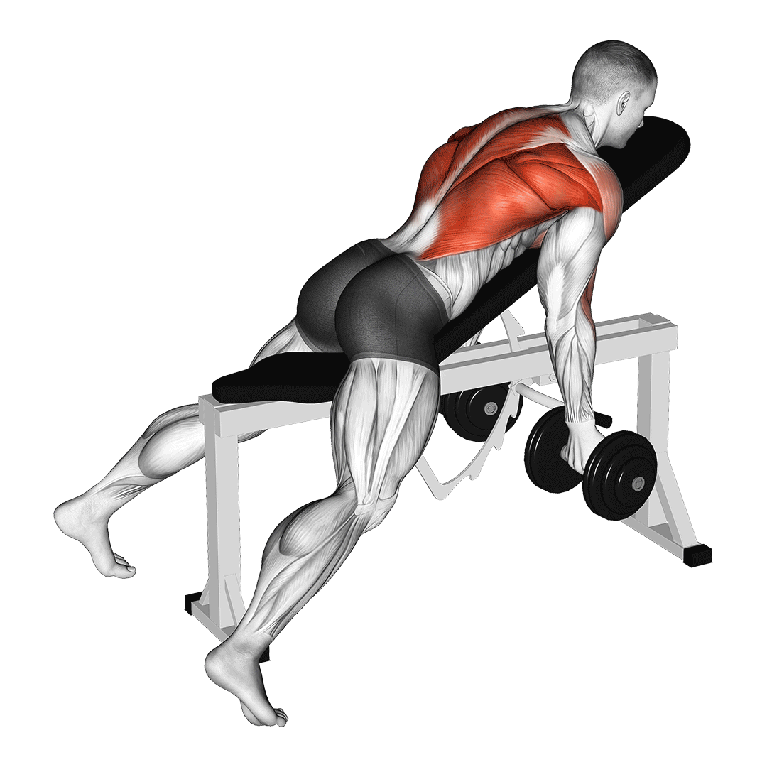 dumbbell lying rear delt row