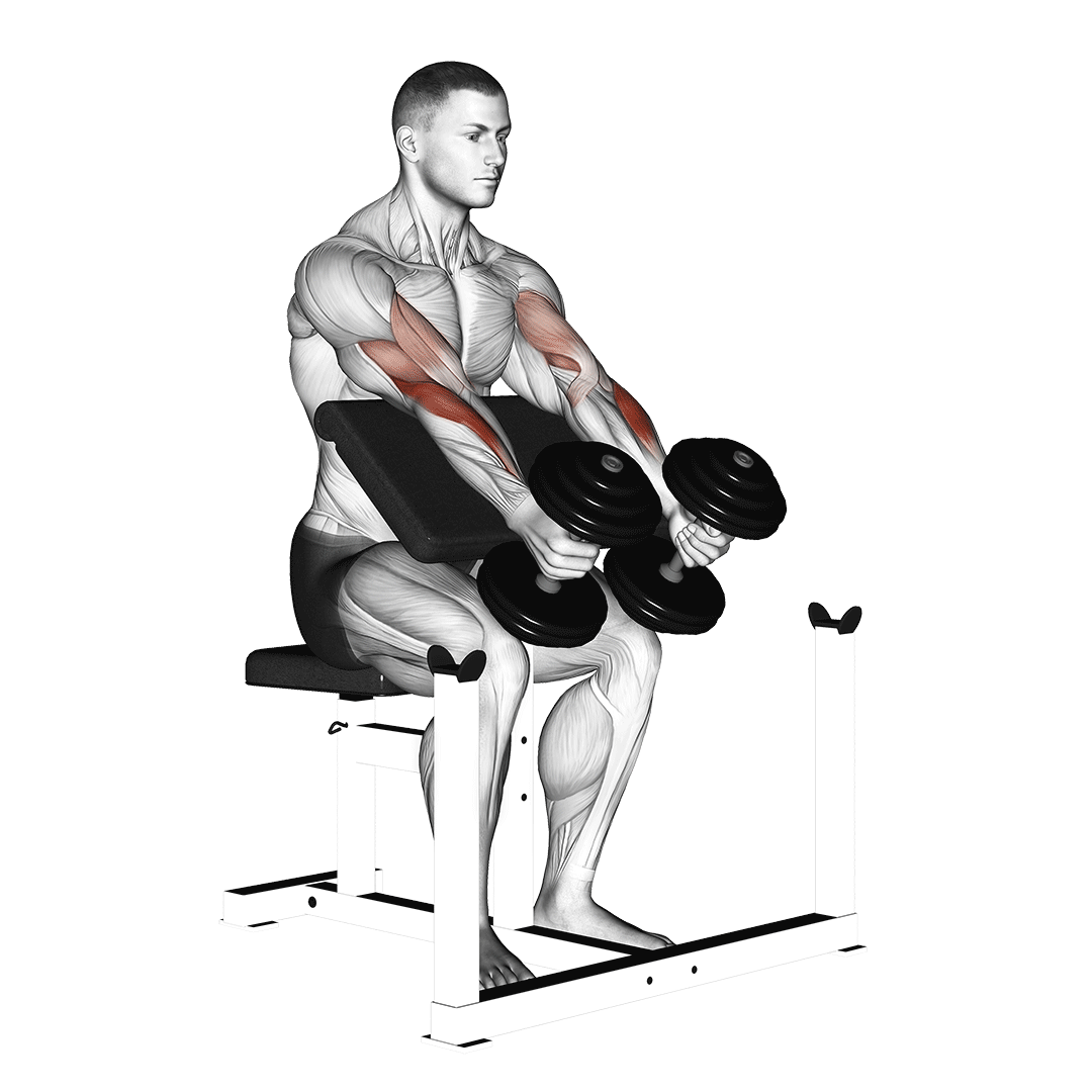 dumbbell preacher hammer curl