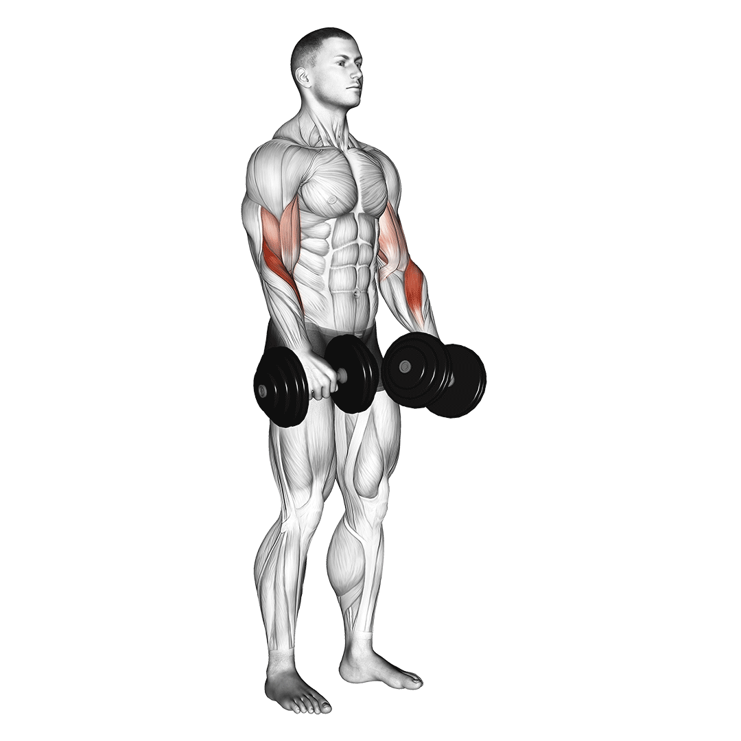 dumbbell reverse grip biceps curl
