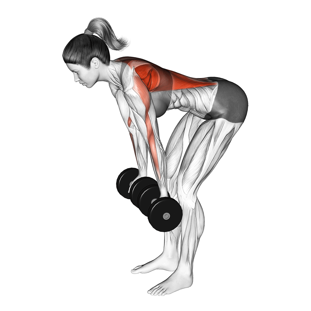 dumbbell reverse grip row