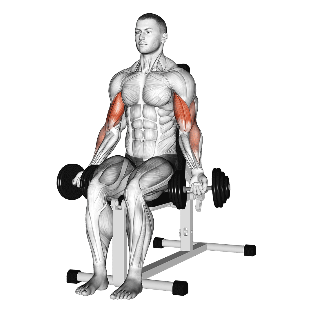dumbbell seated bicep curl