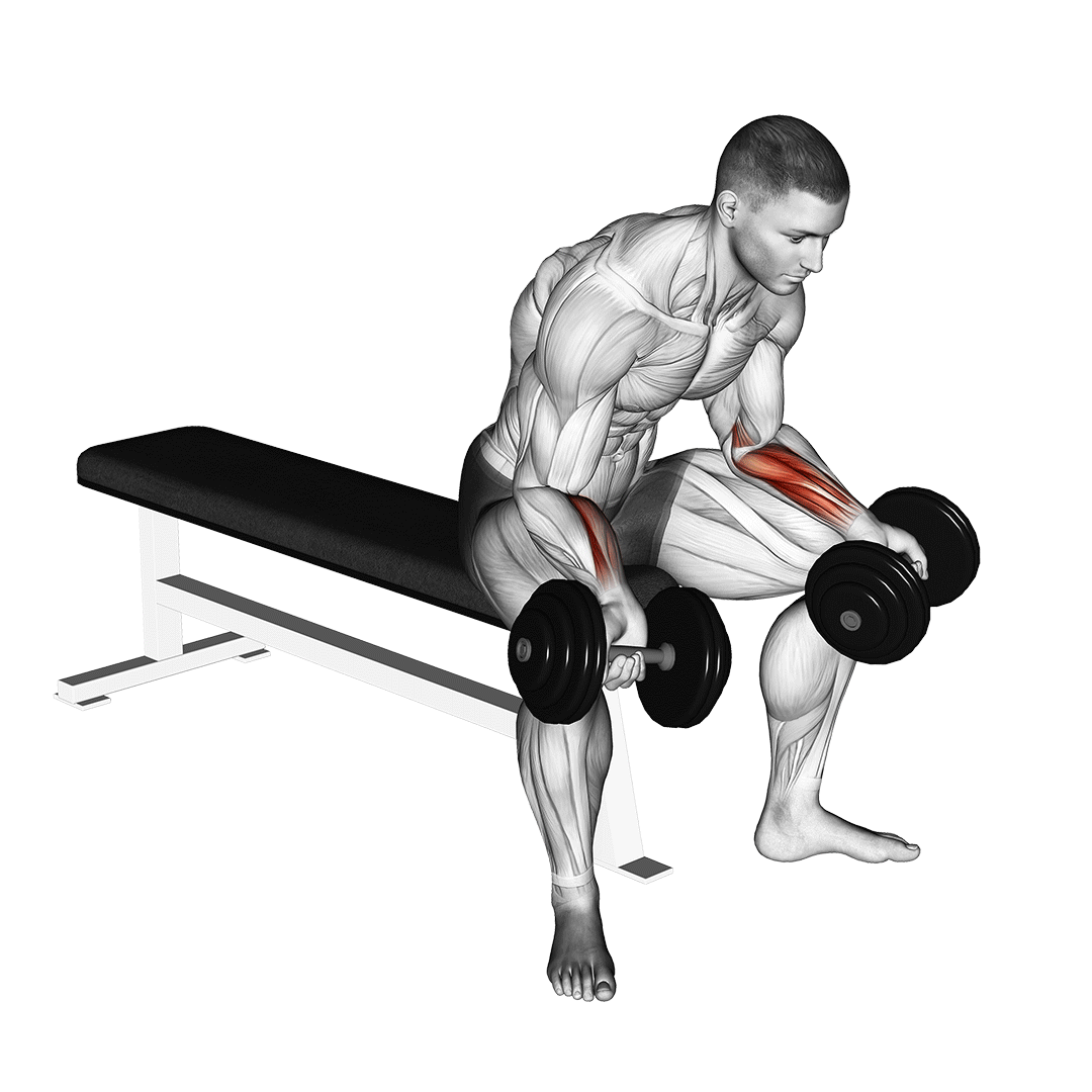 dumbbell seated palms up wrist curl