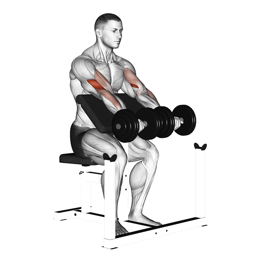 dumbbell seated preacher curl