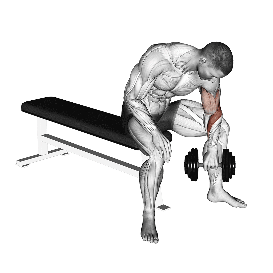 dumbbell seated reverse grip concentration curl
