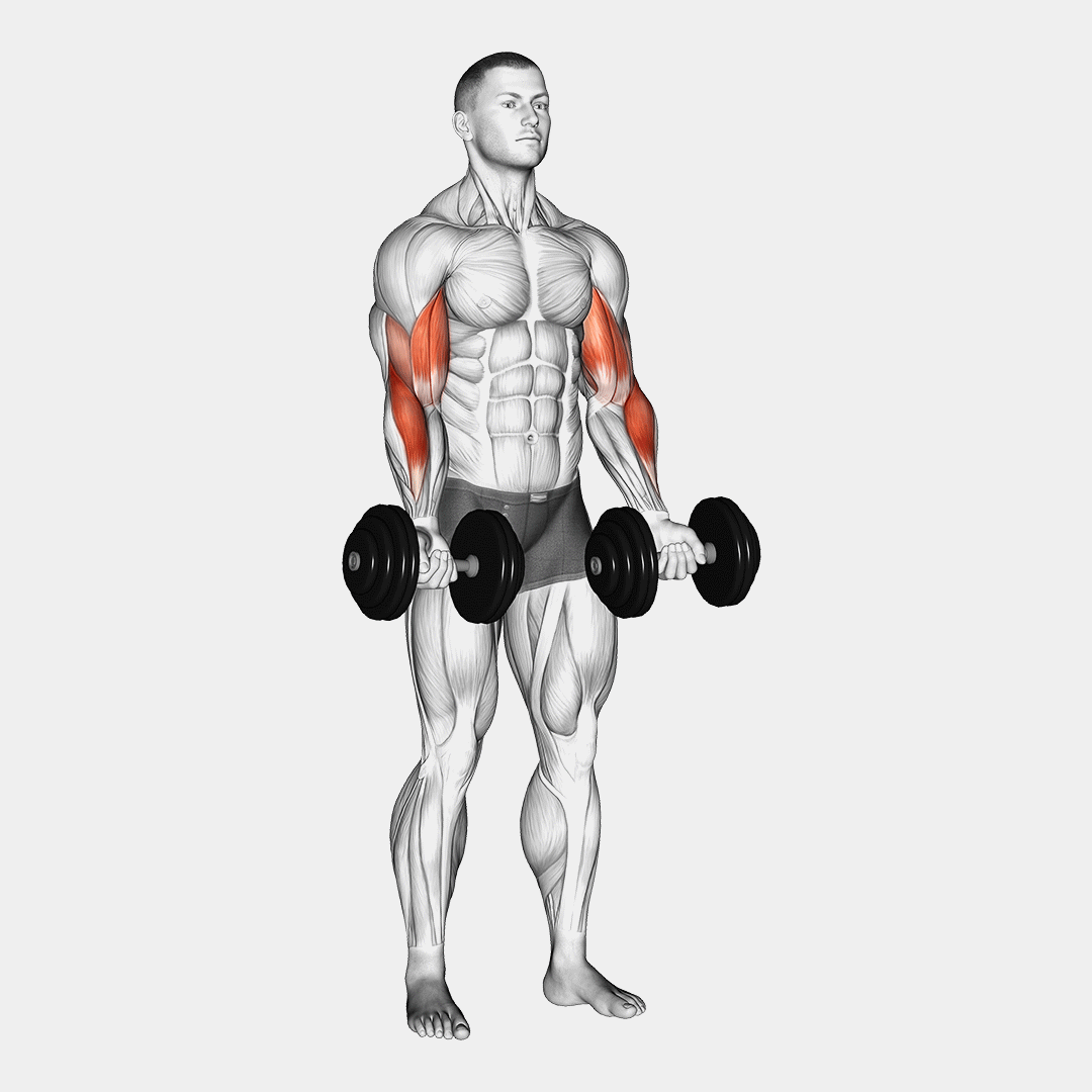 dumbbell zottman curl