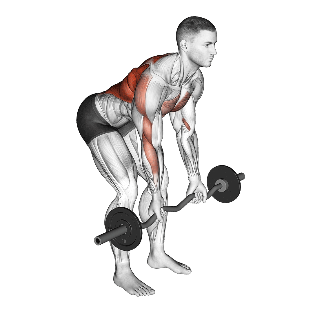 ez bar reverse grip bent over row