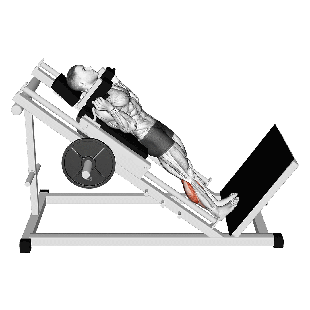 hack calf raise