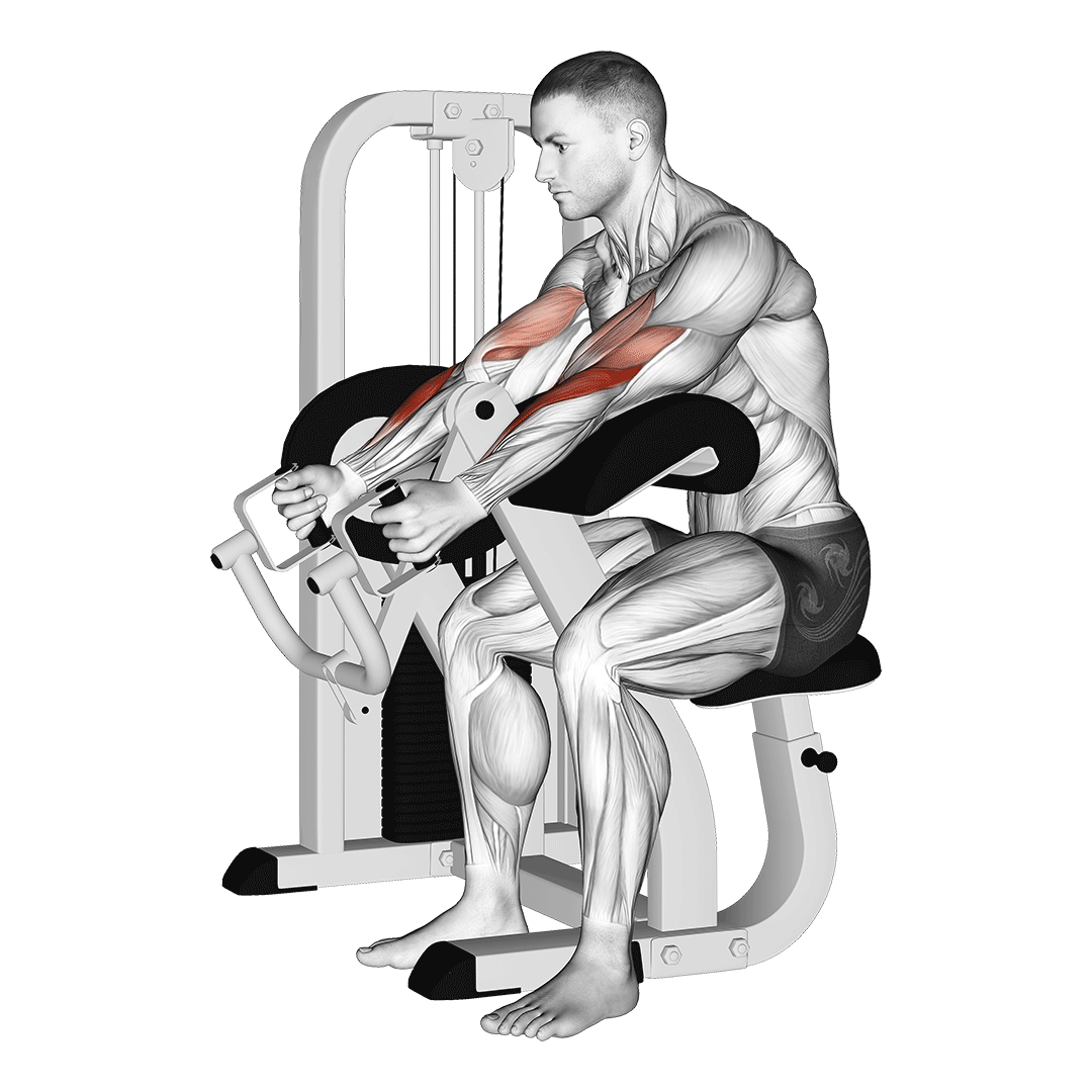lever hammer grip preacher curl