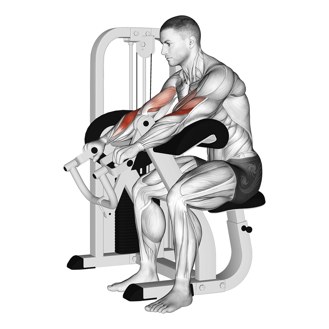 lever reverse grip preacher curl