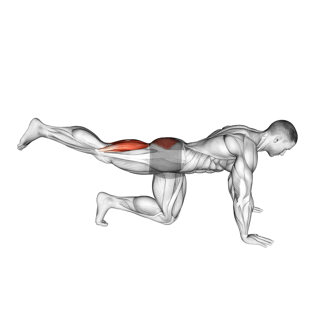 Quadruped Leg Curl